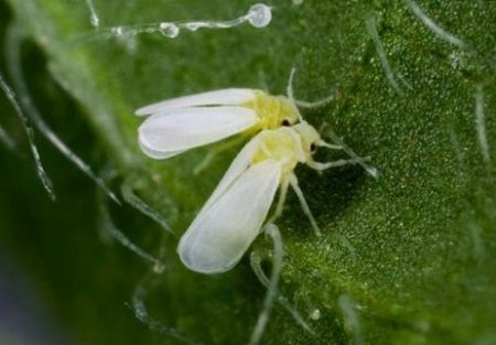mosca bianca