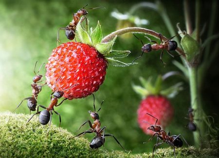 Comment se débarrasser des fourmis dans son jardin