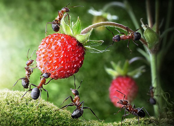 Comment se débarrasser des fourmis dans son jardin