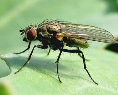 mouche du chou