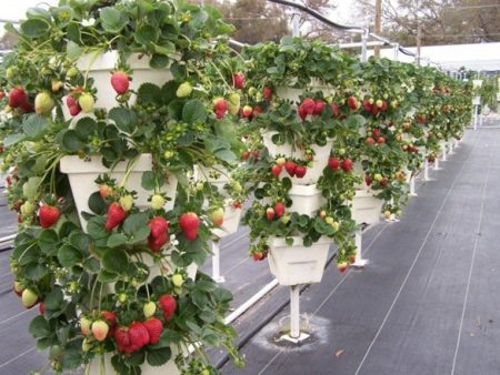 fraisiers en bacs verticaux