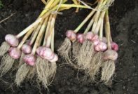Wann man Knoblauch ausgraben sollte