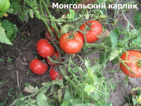 Tomate naine de Mongolie