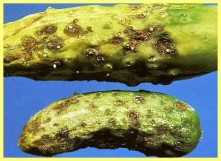 macchia olivastra