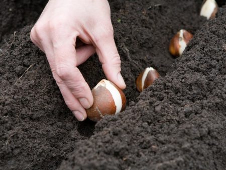 transplanter des lys
