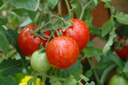 fertilización de tomates durante la floración y la fructificación