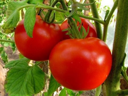 pomodori per serre