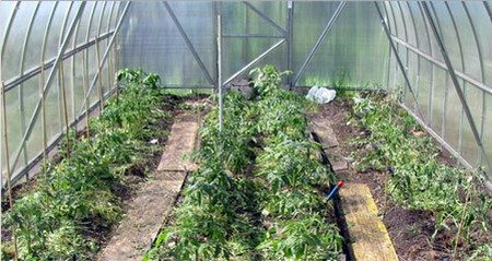 Tomaten im Gewächshaus