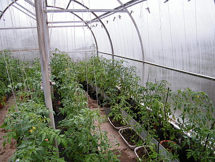 pomodori in una serra in policarbonato