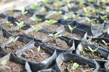 jeunes plants d'aubergine