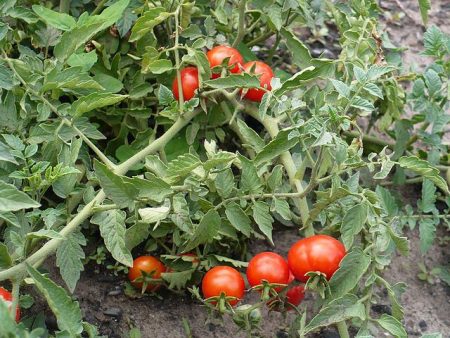 tomates basses sans pincement