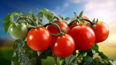 tomates