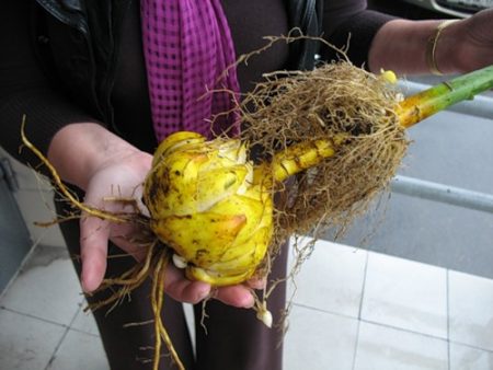 déterrer les bulbes
