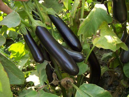 culture d'aubergines dans une serre en polycarbonate