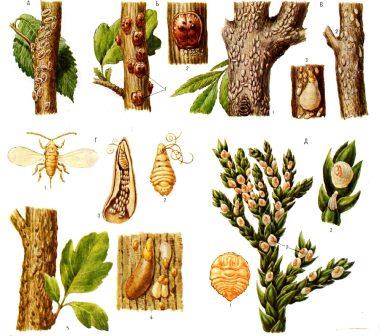 cochenille