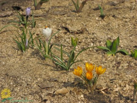 Krokusse nach der Blüte ausgraben