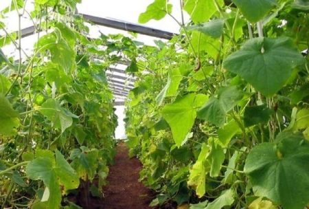 Cómo cuidar los pepinos