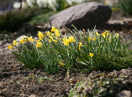 Quand déterrer les jonquilles
