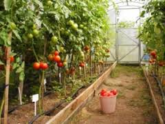 pomodori in serra