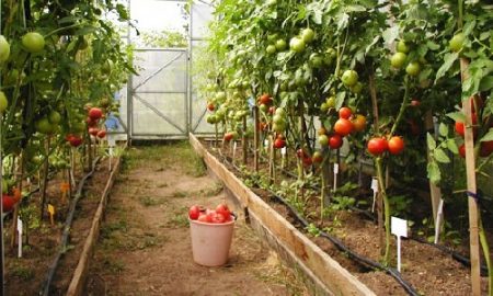 maladies de la tomate en serre