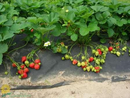 strawberry