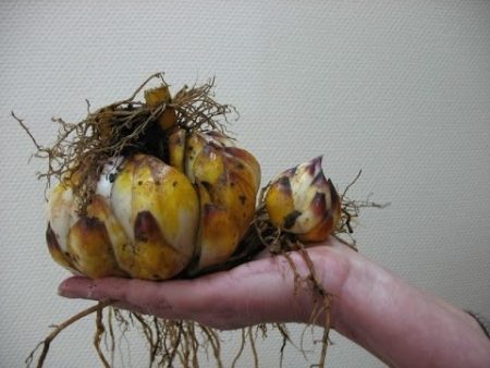 Lilien umpflanzen