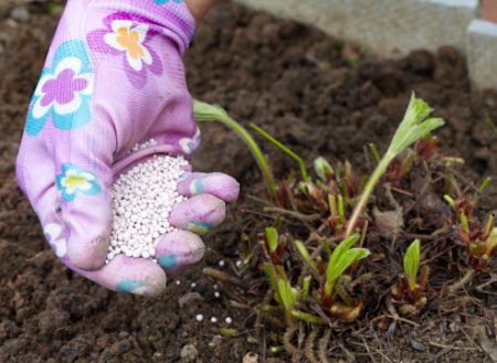 alimentazione con fragole