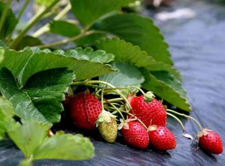 planting strawberries under covering material