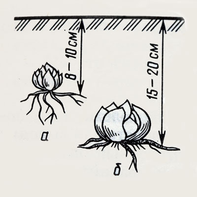 Lilien pflanzen
