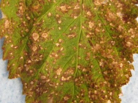 septtoria