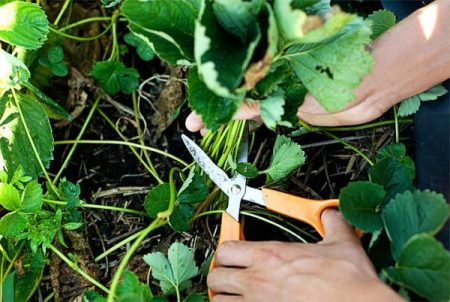 cura delle fragole dopo la raccolta