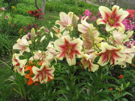 Pflege von Lilien nach der Blüte
