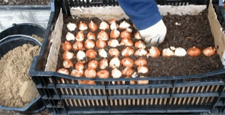 Il est temps de planter les bulbes de tulipes