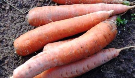 Dates de récolte des carottes dans la région de Moscou