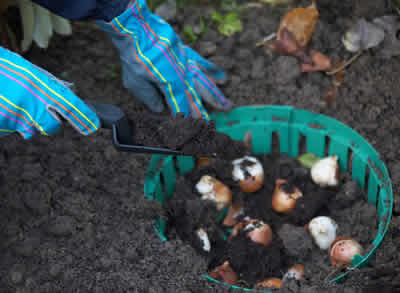 Comment planter des bulbes de tulipes