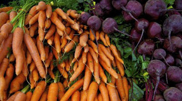 Quand récolter les betteraves et les carottes