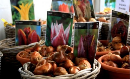 à propos de la plantation des bulbes de tulipes