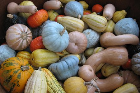 Stagione della raccolta delle zucche nella regione di Mosca