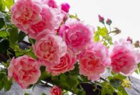 Rosenpflege im Herbst