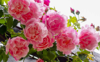 l'entretien des rosiers en automne