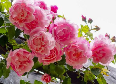 l'entretien des rosiers en automne