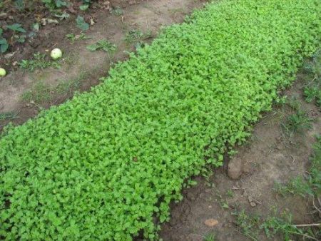 Quand semer la moutarde blanche pour l'engrais vert