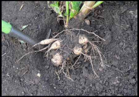 Comment conserver les dahlias