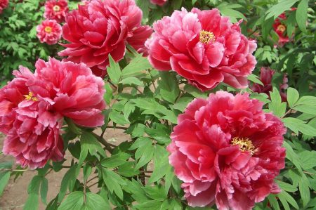 Peonie: piantagione e cura in piena terra