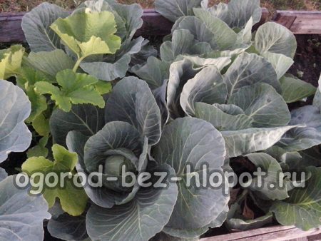 DIY ζεστά κρεβάτια στο οικόπεδό σας