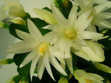 Comment prendre soin de la fleur de décembre à la maison