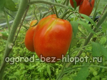 Plants de tomates à la maison