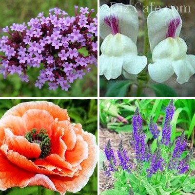 Fleurs pour la datcha qui fleurissent tout l'été : photo avec nom