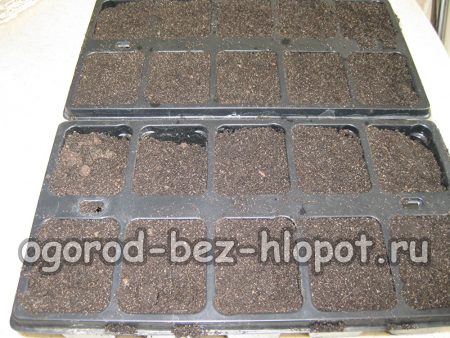 terreau pour la culture des jeunes plants de tomates
