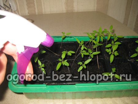 jeunes plants de tomates